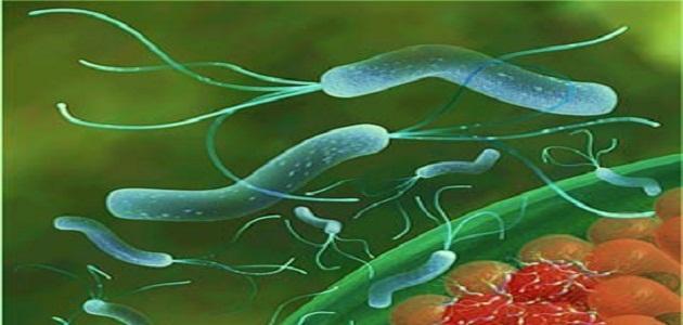 طرق انتقال جرثومة المعدة طرق انتقال جرثومة المعدة