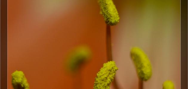 طرق انتقال حبوب اللقاح طرق انتقال حبوب اللقاح