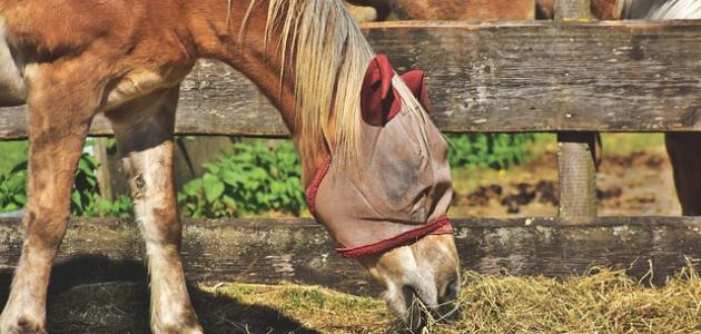 طرق تغذية الخيل