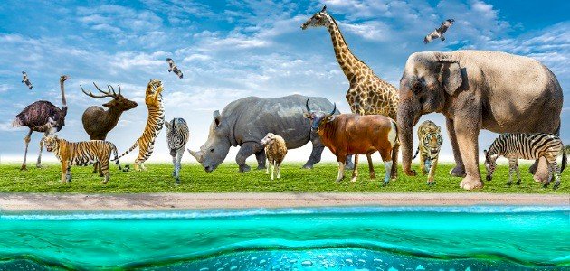 طرق حماية الحيوانات