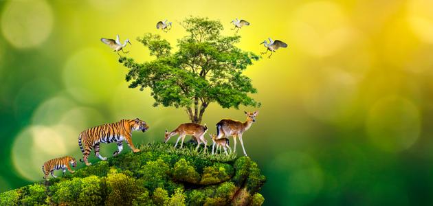 طرق لشرح السلسلة الغذائية للأطفال طرق لشرح السلسلة الغذائية للأطفال