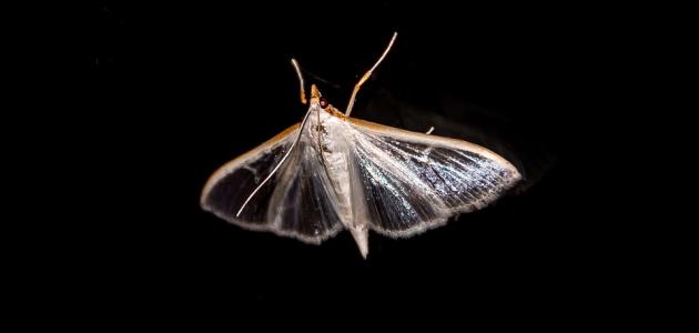 طرق مكافحة العثة طرق مكافحة العثة