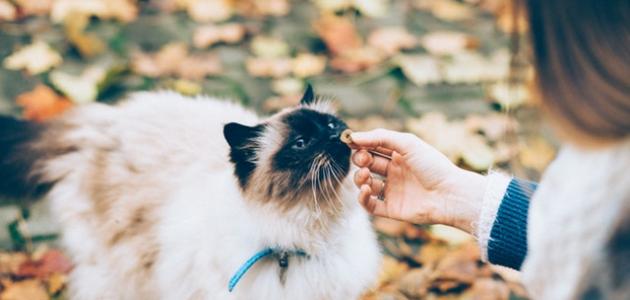 طريقة إطعام القطط طريقة إطعام القطط