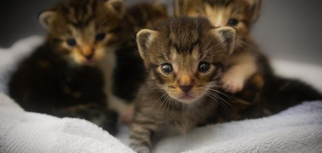 طريقة إطعام القطط حديثة الولادة طريقة إطعام القطط حديثة الولادة