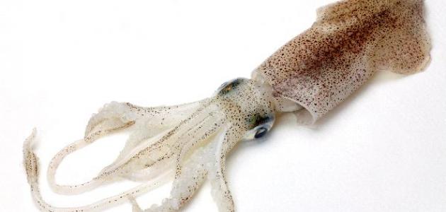 طريقة استخدام زبدة البحر للجسم طريقة استخدام زبدة البحر للجسم