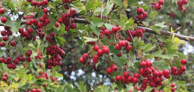 طريقة استعمال عشبة الزعرور طريقة استعمال عشبة الزعرور