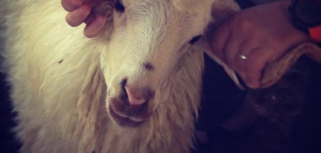 طريقة الذبح الصحيحة طريقة الذبح الصحيحة