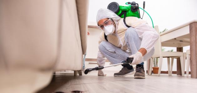 طريقة القضاء على البراغيث في المنزل طريقة القضاء على البراغيث في المنزل