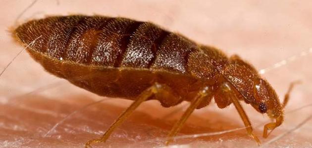 طريقة القضاء على البق نهائياً طريقة القضاء على البق نهائياً