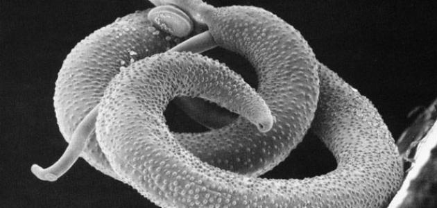 طريقة انتشار البلهارسيا طريقة انتشار البلهارسيا