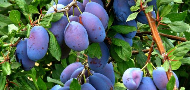 طريقة تجفيف القراصيا طريقة تجفيف القراصيا