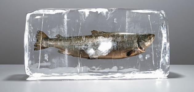 طريقة تخليل السمك البوري طريقة تخليل السمك البوري