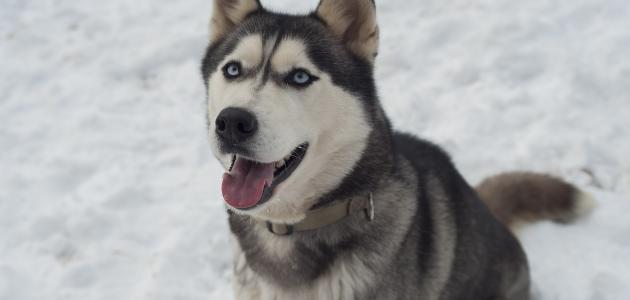 طريقة تربية كلاب الهاسكي طريقة تربية كلاب الهاسكي