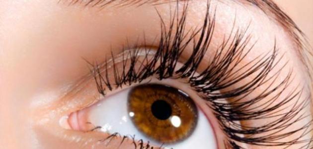 طريقة تطويل الرموش والحواجب طريقة تطويل الرموش والحواجب