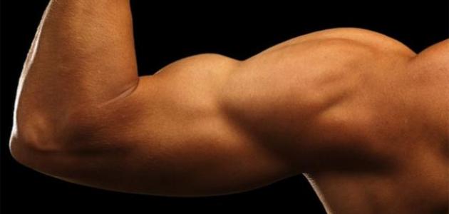 طريقة تقوية الجسم والعضلات طريقة تقوية الجسم والعضلات