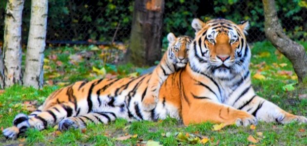 طريقة تكاثر الحيوانات طريقة تكاثر الحيوانات