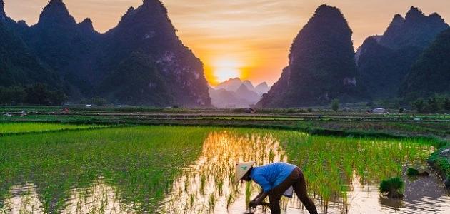 طريقة زراعة الأرز طريقة زراعة الأرز