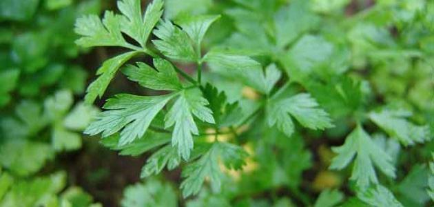 طريقة زراعة البقدونس طريقة زراعة البقدونس