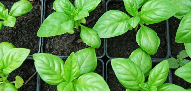 طريقة زراعة الريحان طريقة زراعة الريحان