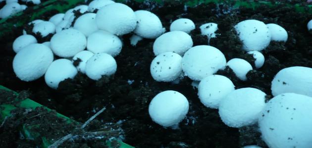 طريقة زراعة الفطر في المنزل طريقة زراعة الفطر في المنزل