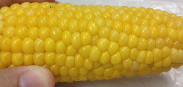 طريقة عمل الذرة المسلوقة طريقة عمل الذرة المسلوقة