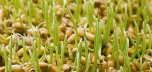 طريقة عمل جنين القمح طريقة عمل جنين القمح