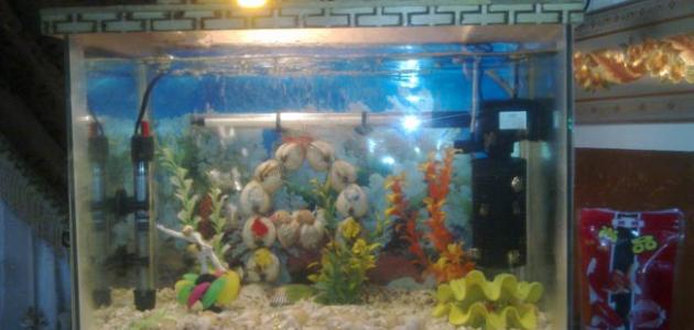 طريقة عمل فلتر حوض السمك