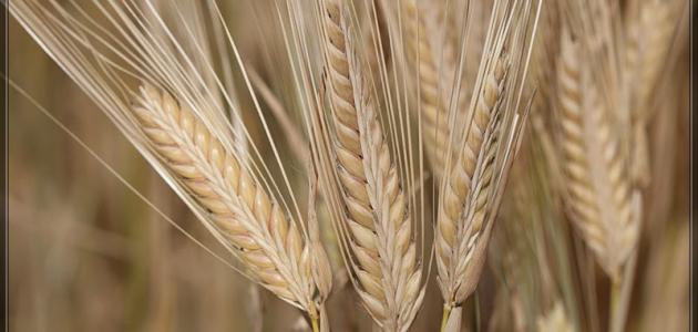 طريقة مغلي الشعير للكلى طريقة مغلي الشعير للكلى