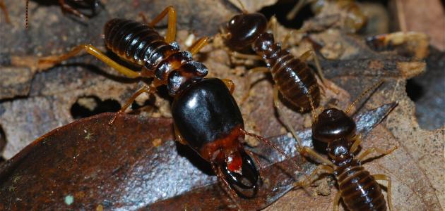 طريقة مكافحة حشرة الأرضة طريقة مكافحة حشرة الأرضة