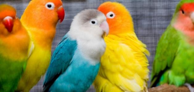 طيور الزينة بأنواعها طيور الزينة بأنواعها