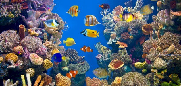 عالم الحيوانات البحرية عالم الحيوانات البحرية