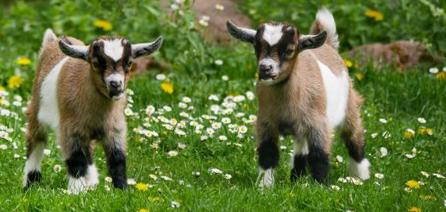 عبارات جميلة عن فصل الربيع عبارات جميلة عن فصل الربيع