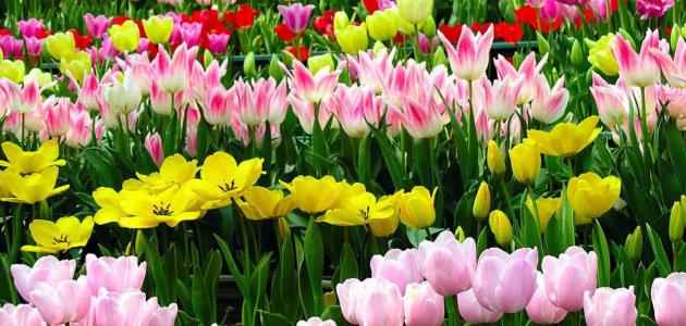 عبارات عن الزهور عبارات عن الزهور