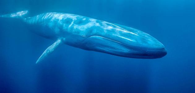 عجائب وغرائب المخلوقات عجائب وغرائب المخلوقات