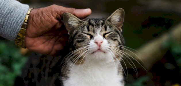 عدد أركان الإحسان عدد أركان الإحسان