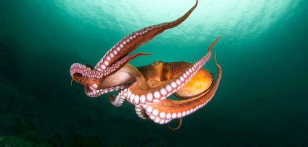 عدد قلوب الأخطبوط عدد قلوب الأخطبوط