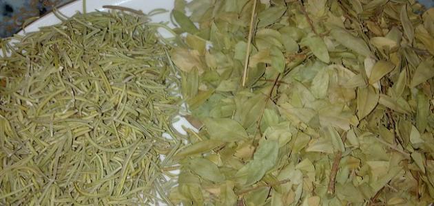 عشبة الآس للشعر عشبة الآس للشعر