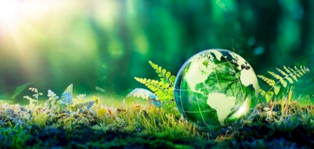 عناصر النظام الإيكولوجي عناصر النظام الإيكولوجي