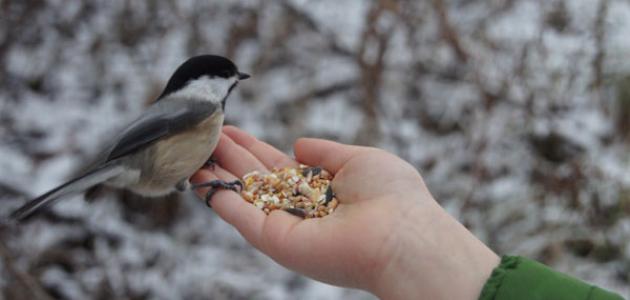 فضل فعل الخير فضل فعل الخير