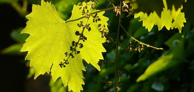 فوائد أوراق العنب فوائد أوراق العنب