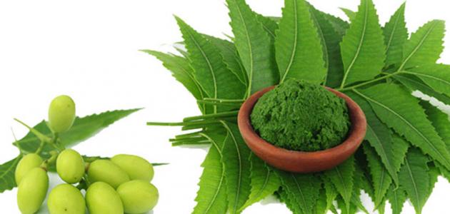 فوائد أوراق شجرة النيم للشعر