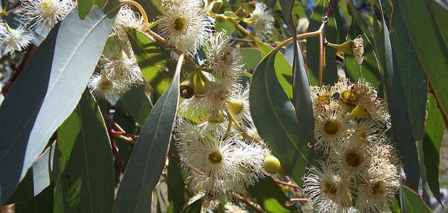 فوائد أوراق شجر الكينا فوائد أوراق شجر الكينا