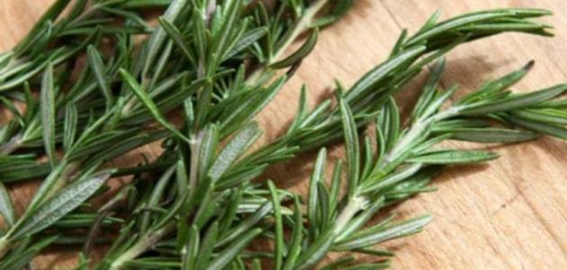 فوائد إكليل الجبل للشعر الأبيض فوائد إكليل الجبل للشعر الأبيض