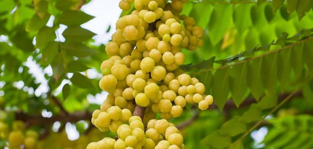 فوائد الأملج فوائد الأملج