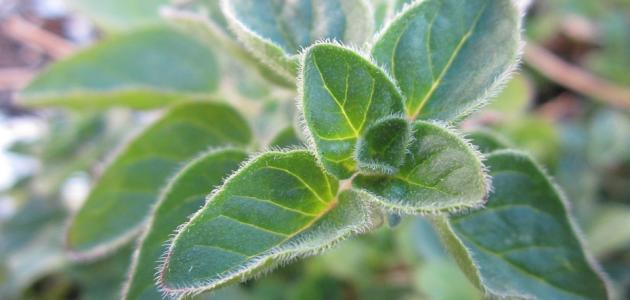 فوائد البردقوش لضغط الدم فوائد البردقوش لضغط الدم