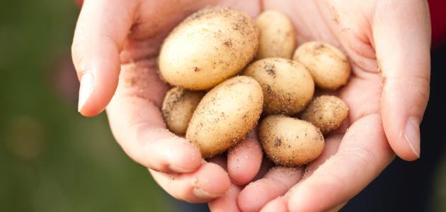 فوائد البطاطا للوجه فوائد البطاطا للوجه