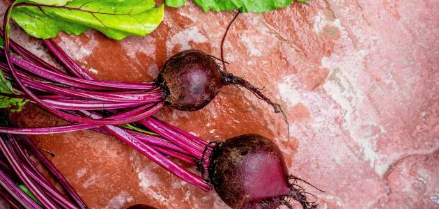 فوائد البنجر للشعر والبشرة فوائد البنجر للشعر والبشرة