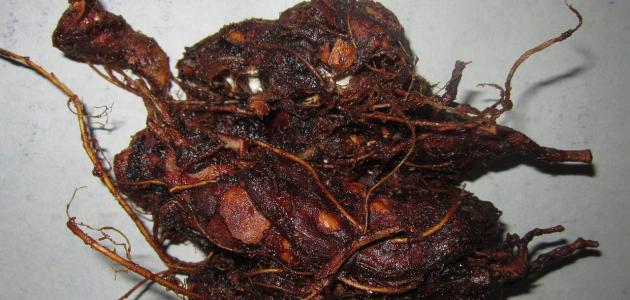 فوائد التمر الهندي لمرضى السكري فوائد التمر الهندي لمرضى السكري