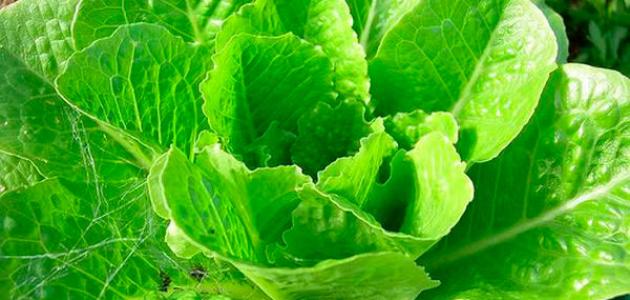 فوائد الخس للبشرة فوائد الخس للبشرة