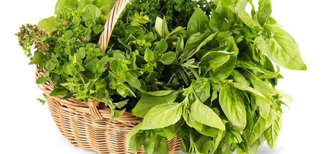 فوائد الريحان للشعر فوائد الريحان للشعر